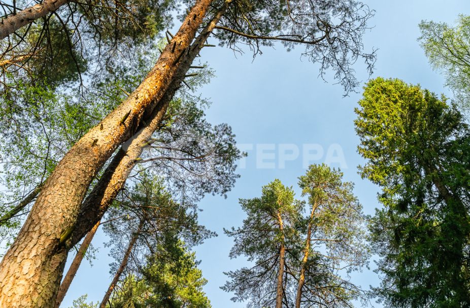 Объект ID 18769 - Участок