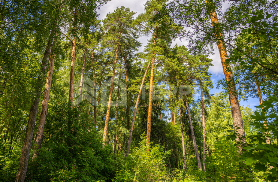 Объект ID 10579 - Участок