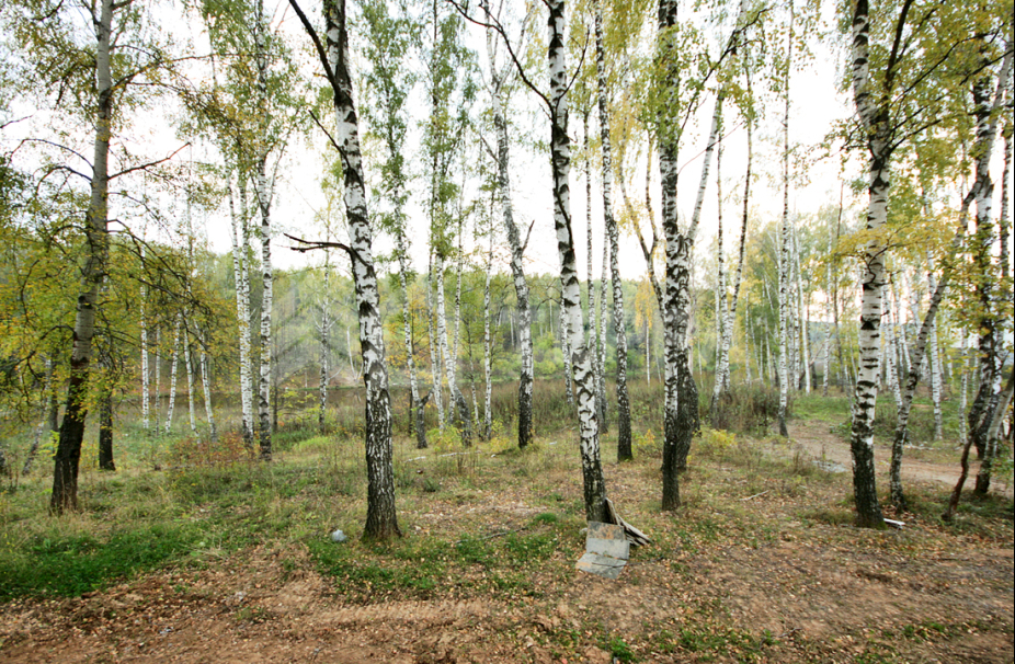 Березки Резиденции