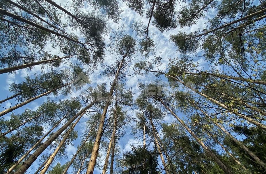 Объект ID 18769 - Участок