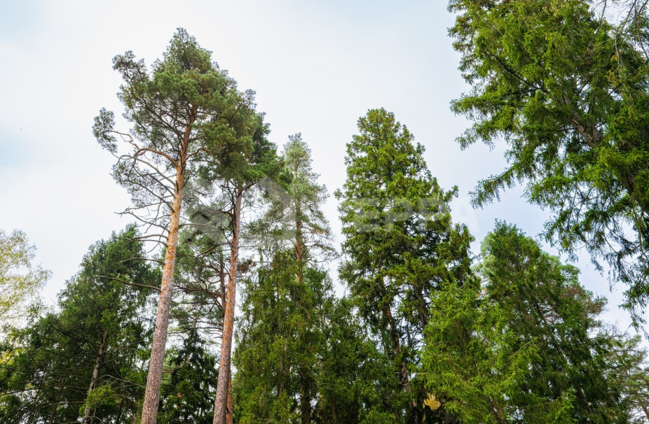 Объект ID 17673 - Участок