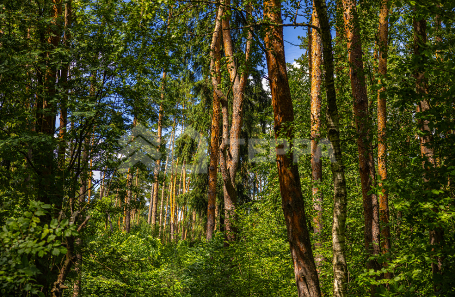 Объект ID 10579 - Участок