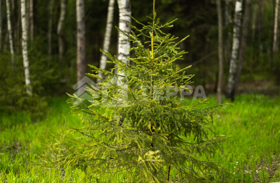 Объект ID 18571 - Участок