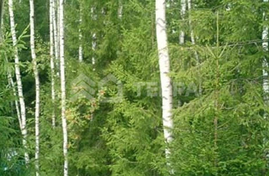 Зеленая роща-1