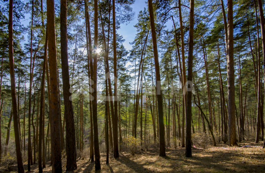 Объект ID 17976 - Участок